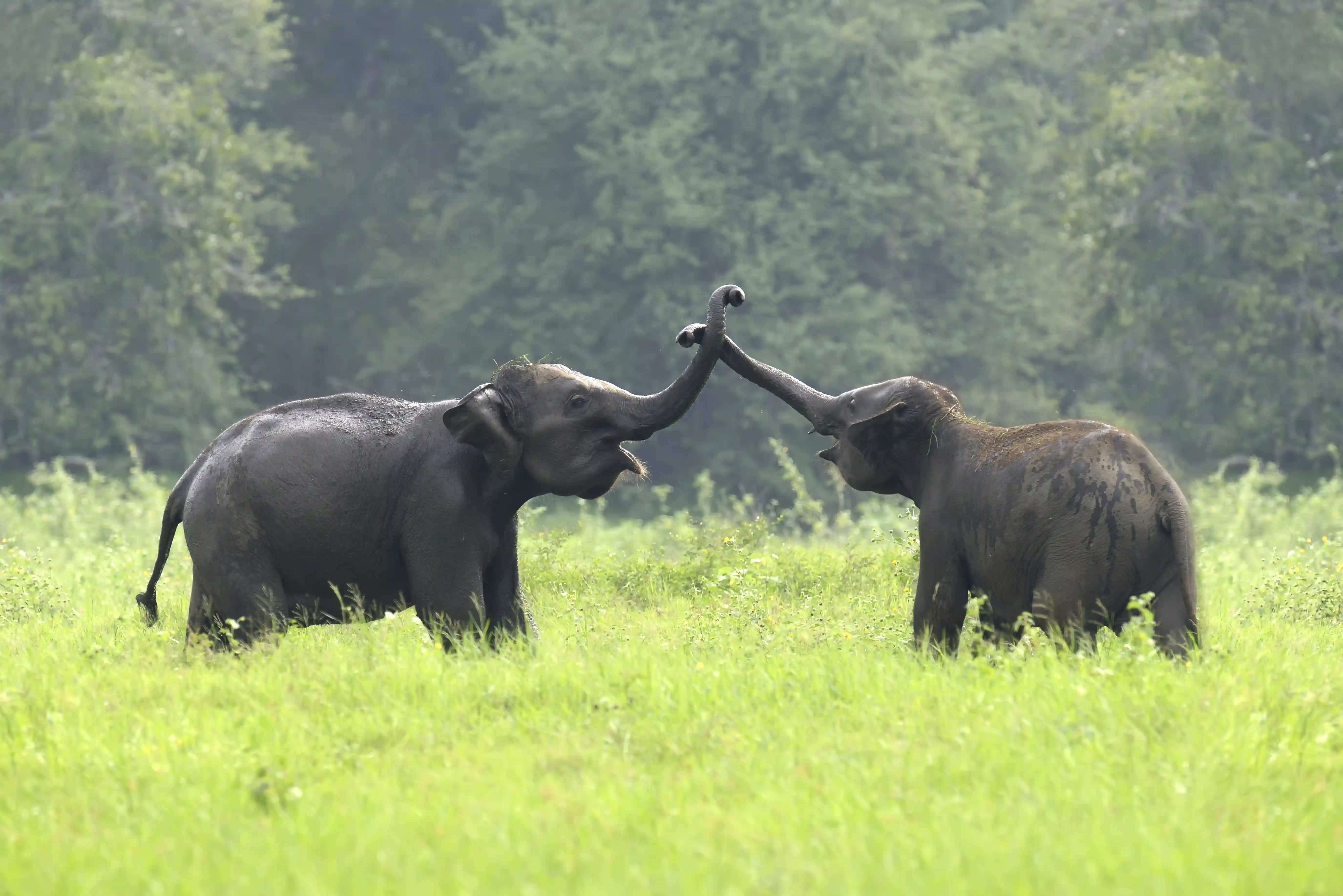 chitwan tour