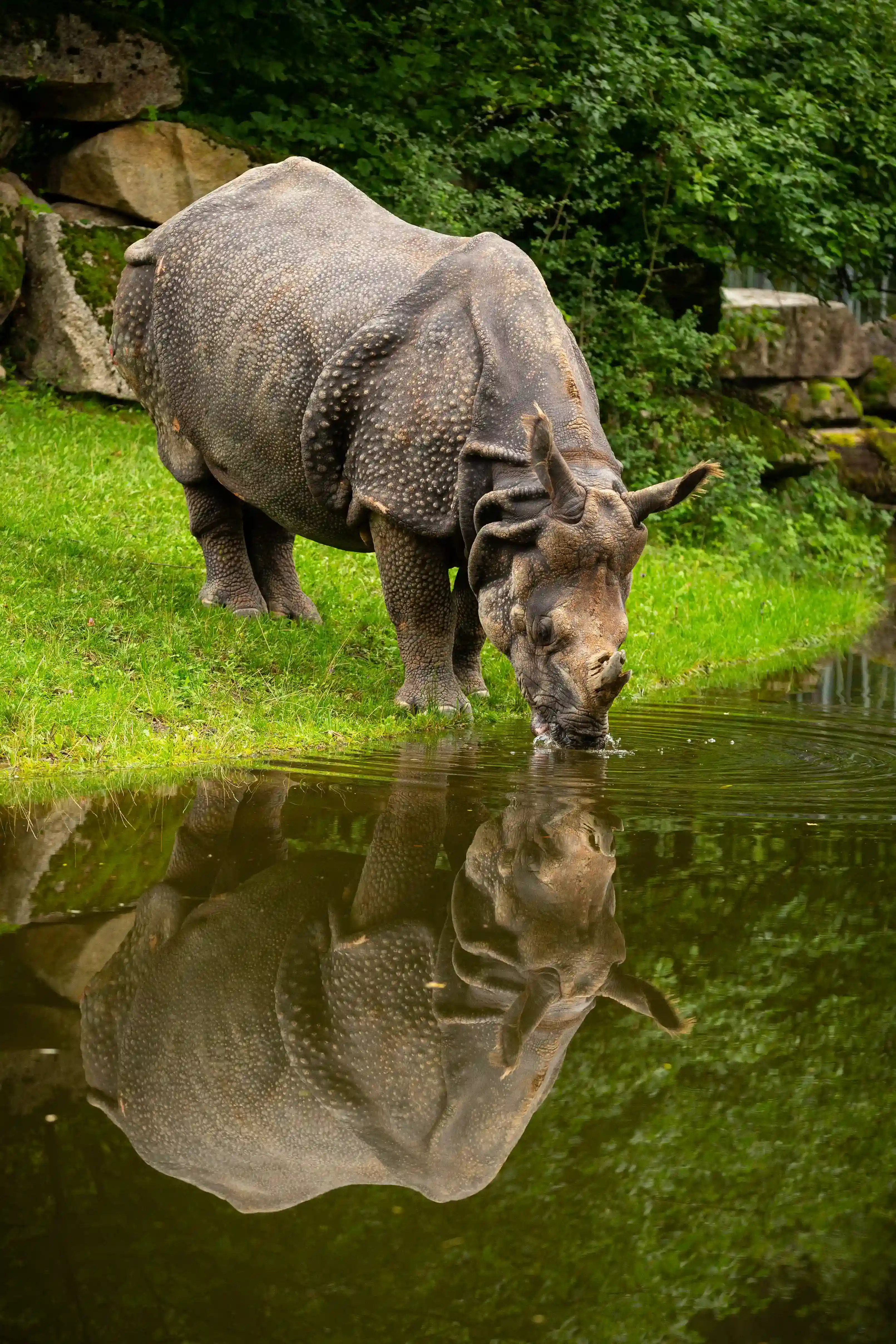 Bardia Luxury Wildlife Safari